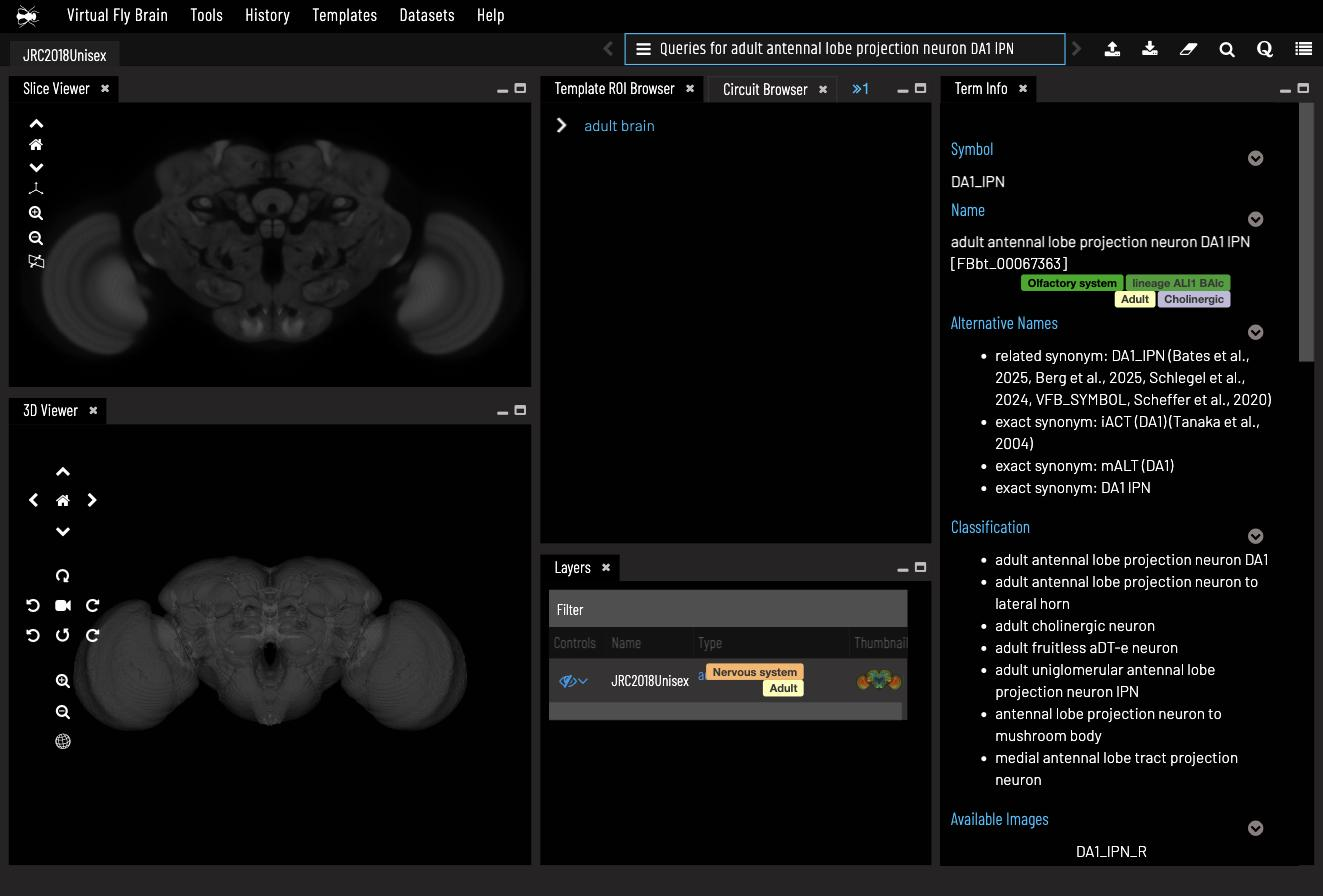 Term Info for DA1 lPN with the Slice Viewer, 3D Viewer and Layers panels