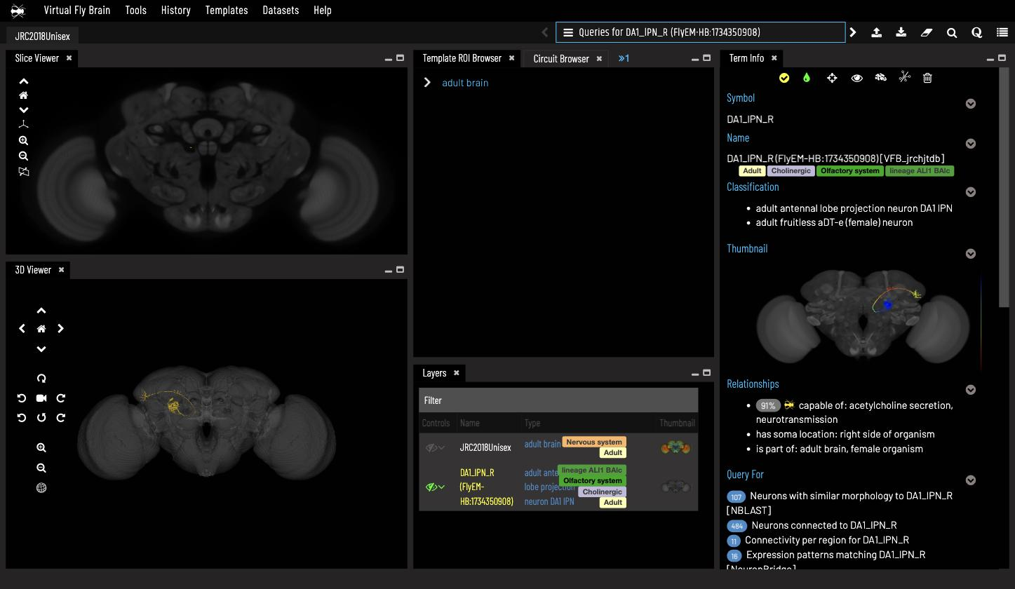 DA1_lPN_R over the JRC2018Unisex template with its NBLAST and connectivity queries listed