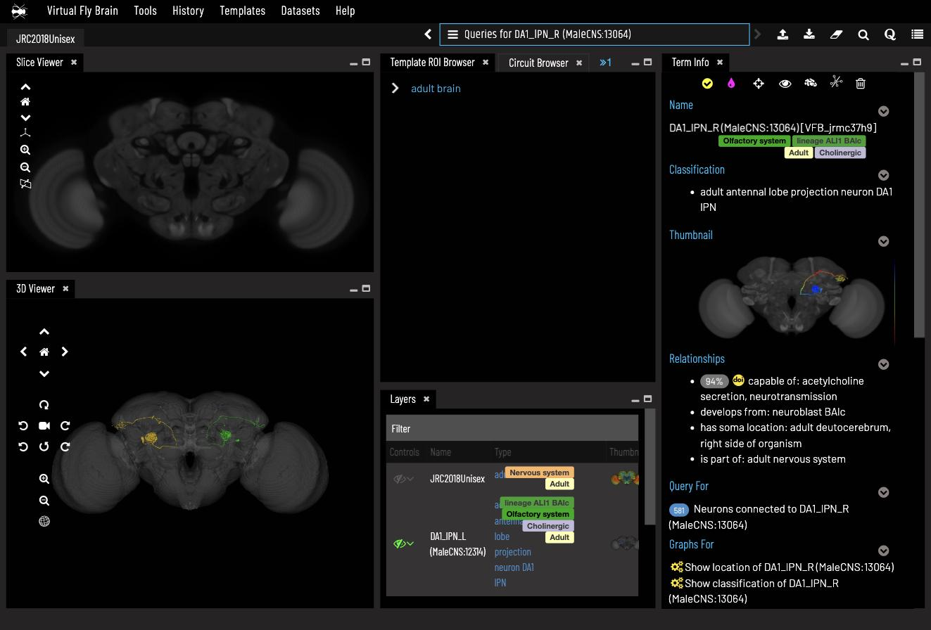 Left and right DA1 lPNs over the JRC2018Unisex template, with Layers and Term Info