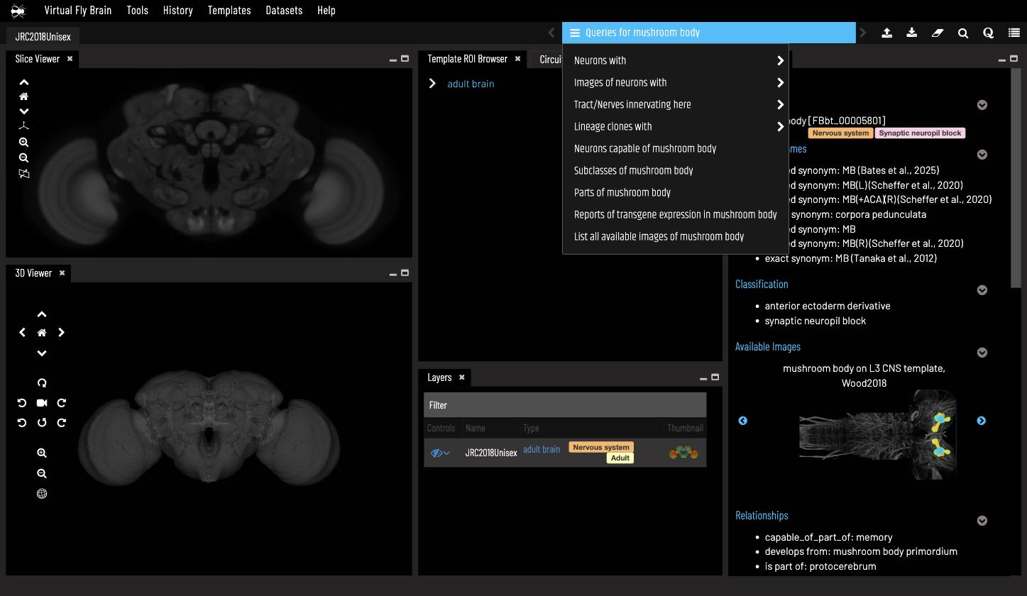 The query menu for the mushroom body