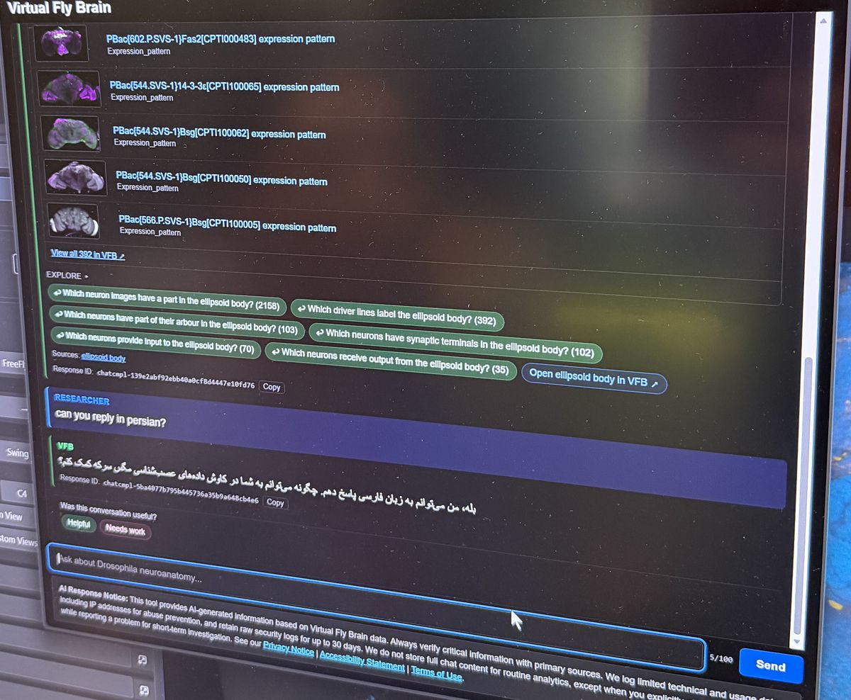 VFB Chat on a laptop at the workshop: the ellipsoid body expression-pattern table with 'View all 392 in VFB', the follow-on chips, the question 'can you reply in persian?' and a one-line Persian reply